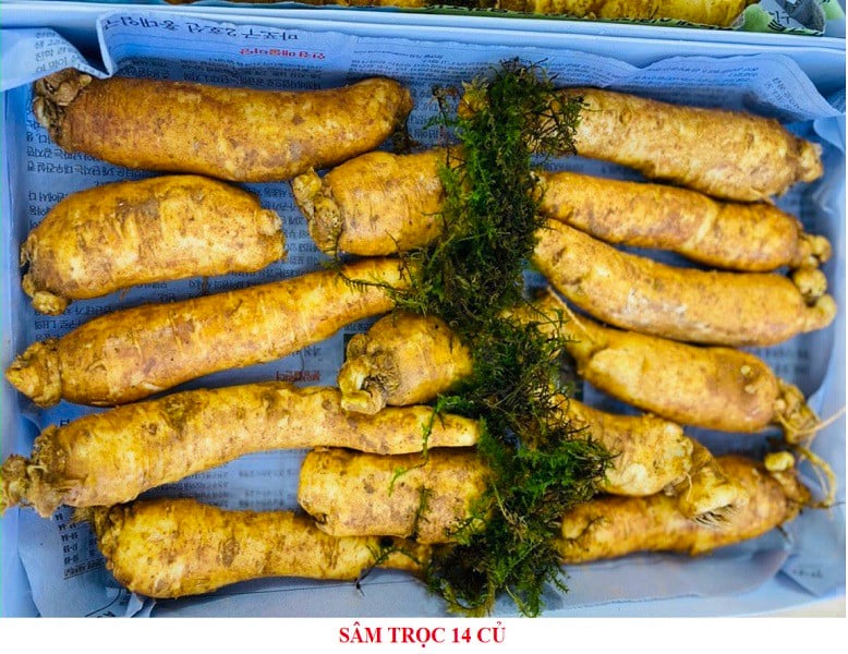Sâm trọc 14 Củ
