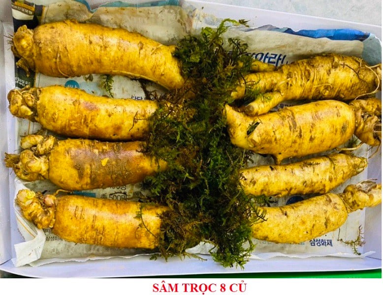 Sâm trọc 8 Củ